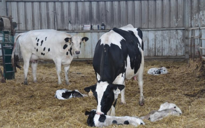 Herd Wide Strategies For Transition Success Dairy Herd